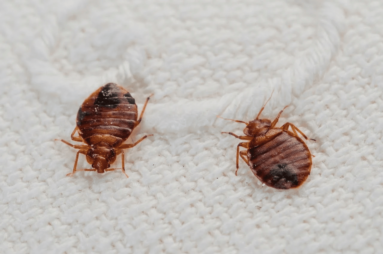 Bed bug exterminator treatment in Florida