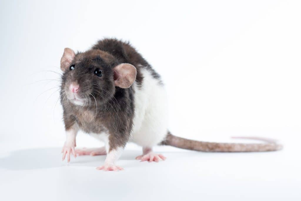 rodent removal and winter pests in Central Florida