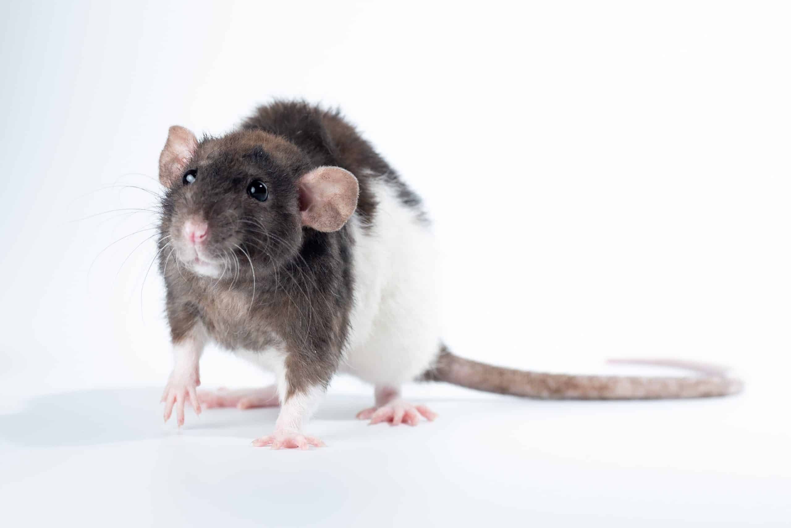 rodent removal and winter pests in Central Florida