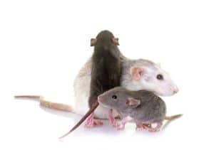 rodent removal and winter pests in bucks county pa