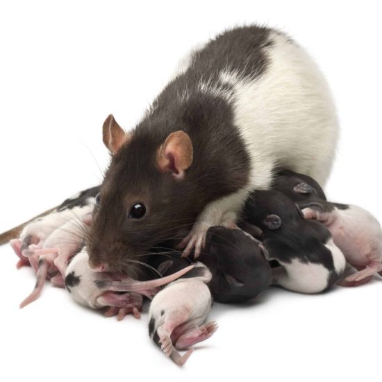 rodent removal and winter pests in central Florida